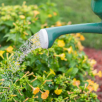 watering can