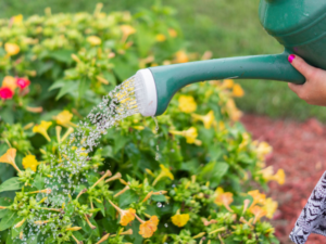 watering can