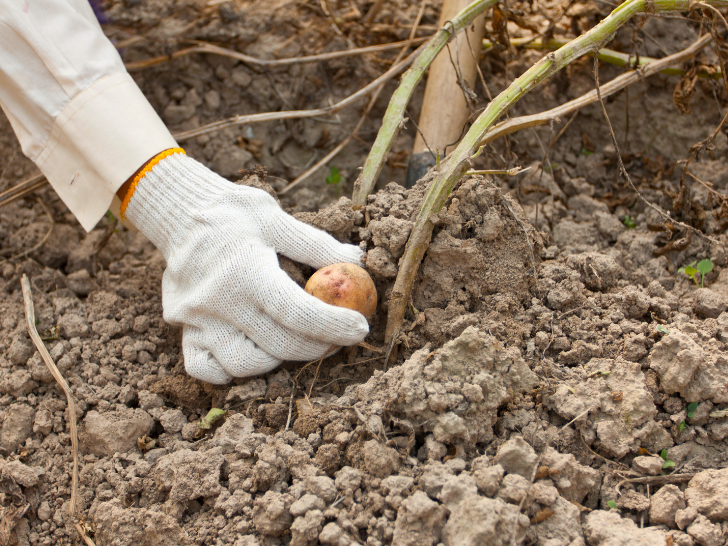 Gardening hand gloves